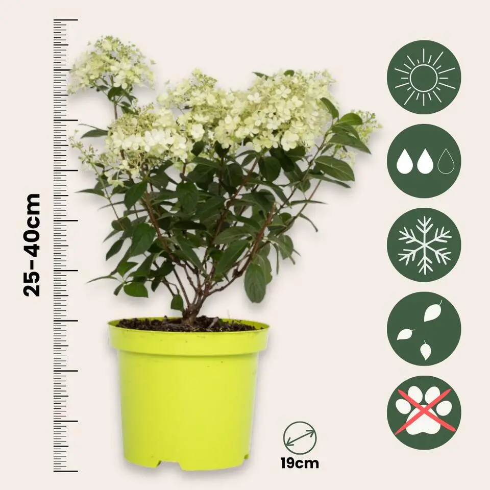 Pluimhortensia - Set van 2 - Hydrangea 'Bobo' - Hoogte 25-40cm - ⌀19cm