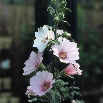 Struikmalva (Lavatera 'Barnsley') D 9 H 10 cm