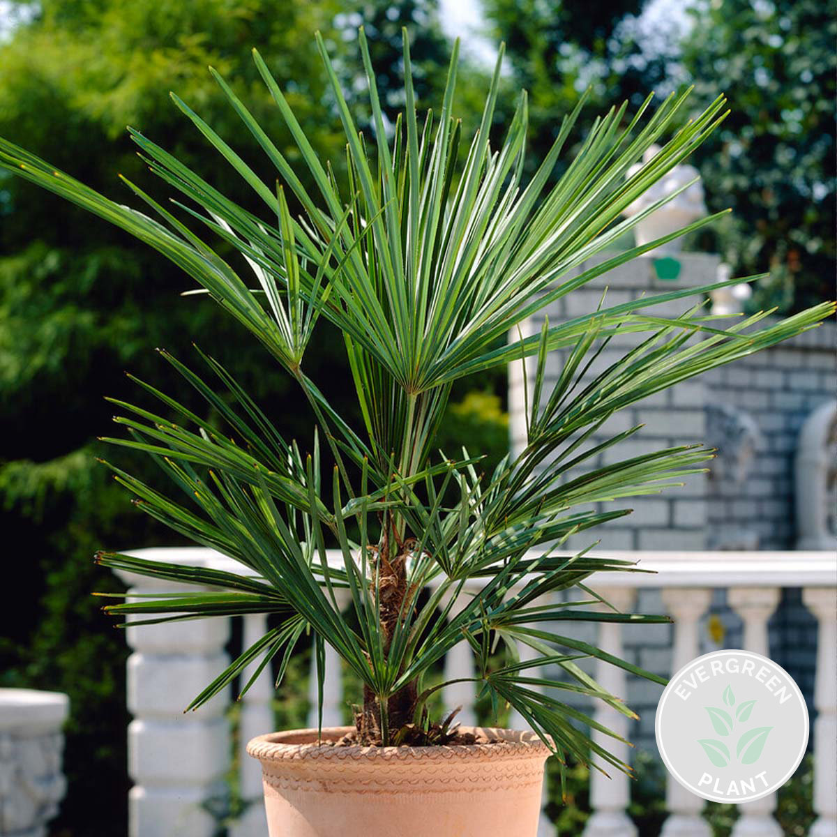 Washingtonia Robusta - Mexicaanse waaierpalm - Palm - Winterhard - ⌀21 cm - ↕80-100 cm