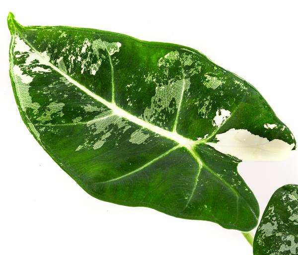 Pfeilblatt - Alocasia micholitziana 'Frydek'