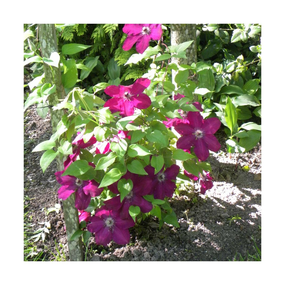Clématite westerplatte/clematis westerplatte[-]godet - 5/20 cm