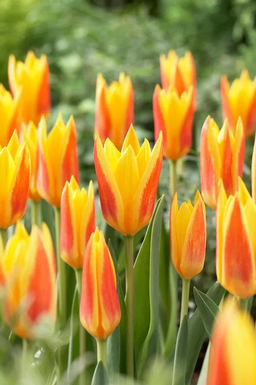 Tulipa (Kaufmanniana-Group) 'Giuseppe Verdi' Tulipan 'Giuseppe Verdi'