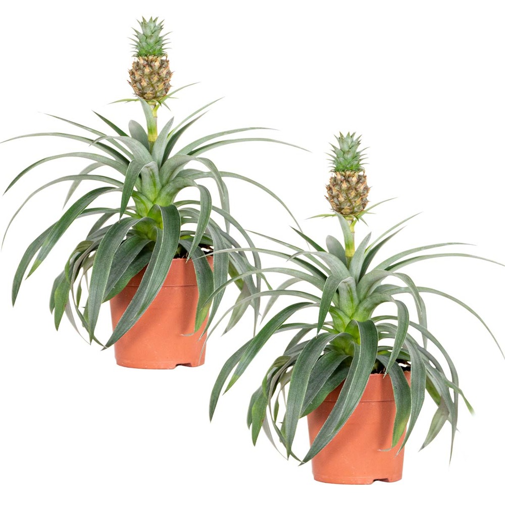 2x ananas comosus 'mi amigo' – plant d'ananas – peu d'entretien – ⌀12 cm – ↕30-40 cm