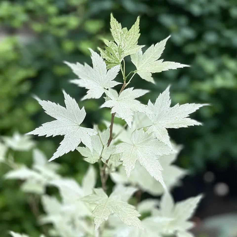 Japanse Esdoorn - Set van 2 - Acer palmatum 'Ukigumo' - Hoogte 50-60cm - ⌀19cm