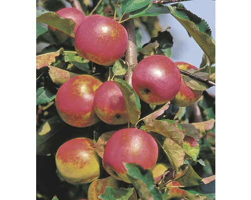 Biologische zuilvormige appel FloraSelf Bio Malus domestica 'Red River' H 130-150 cm Co 10 L