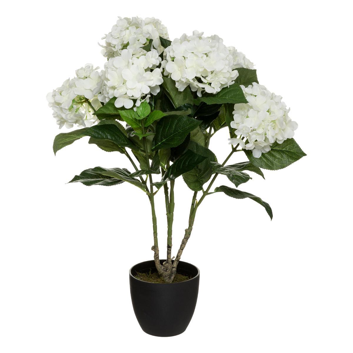 HORTENSIA H.60CM