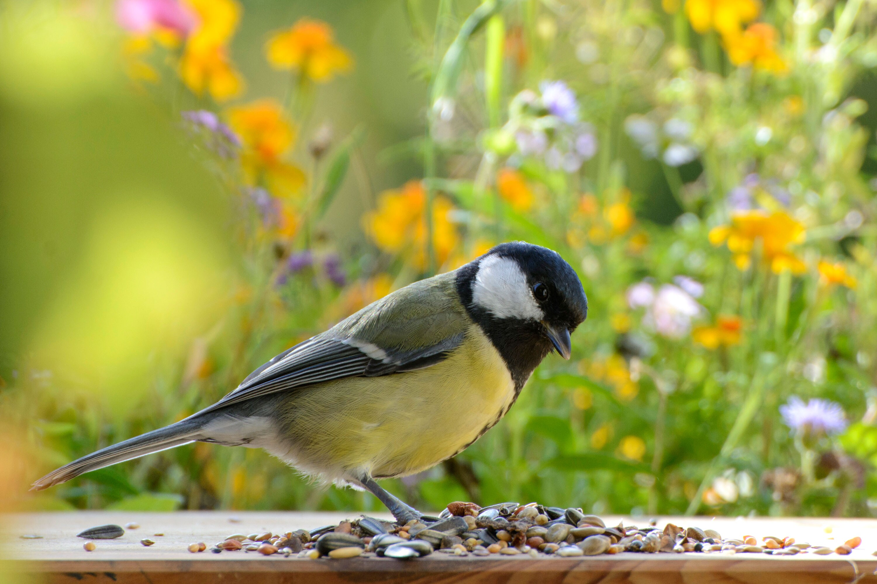 dobar Vogelfutter - versch. Varianten