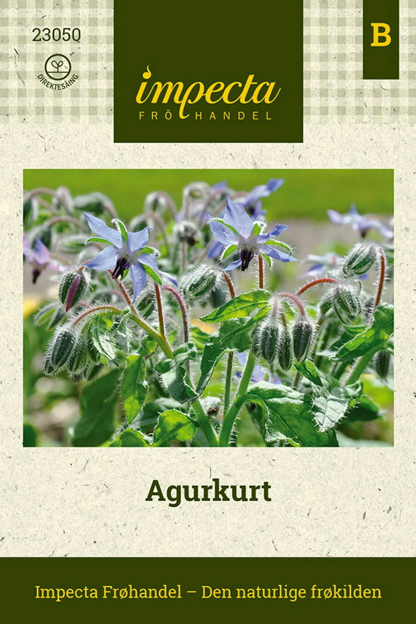 Borago officinalis Agurkurt