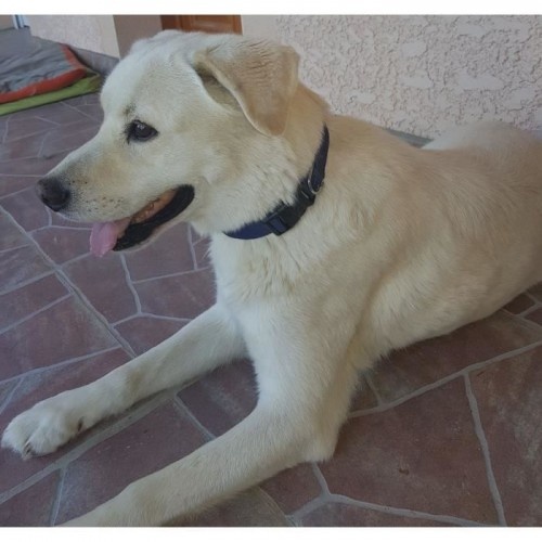Coleira clássica para cães em nylon azul escuro da Cstore