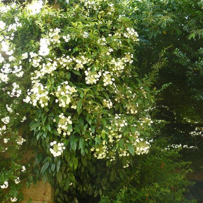 Hydrangea 