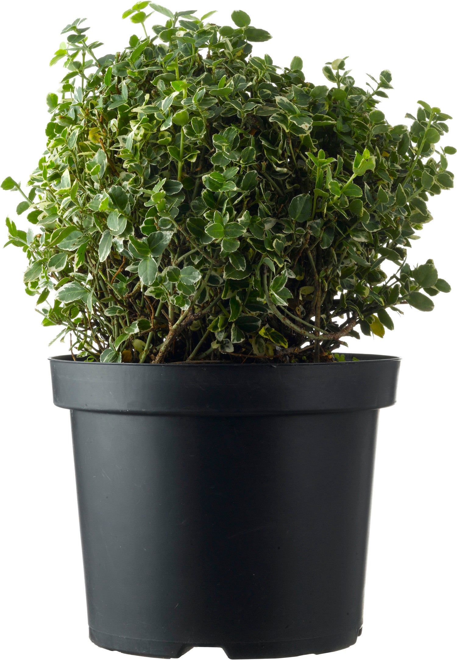 Kardinaalsmuts (Euonymus fortunei 'Emerald Gaiety') D 17 H 20 cm