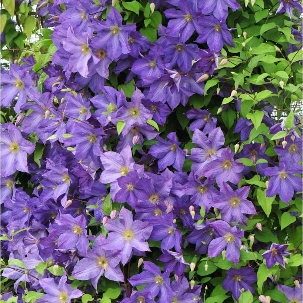 Clématite viticella solina/clematis viticella solina[-]godet - 5/20 cm