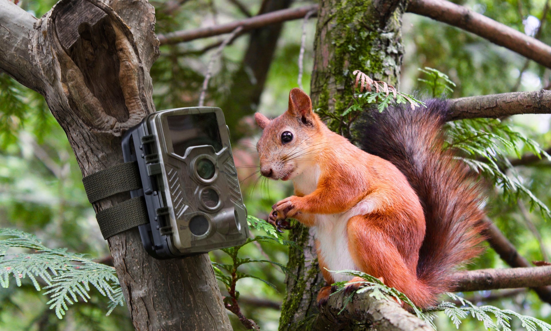 Technaxx Überwachungskamera »Nature Wild Cam 8MP TX-125« Innenbereich;Aussenbereich 1 Stk. tlg.