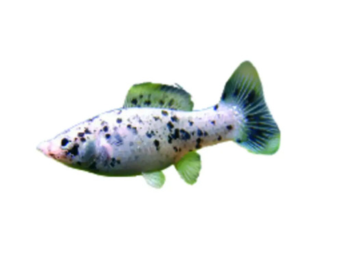 Vis Silvermarble Molly - Poecilia latipinna