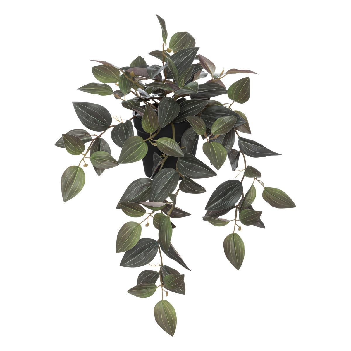 PLANTE TRADESCANTIA L.45CM