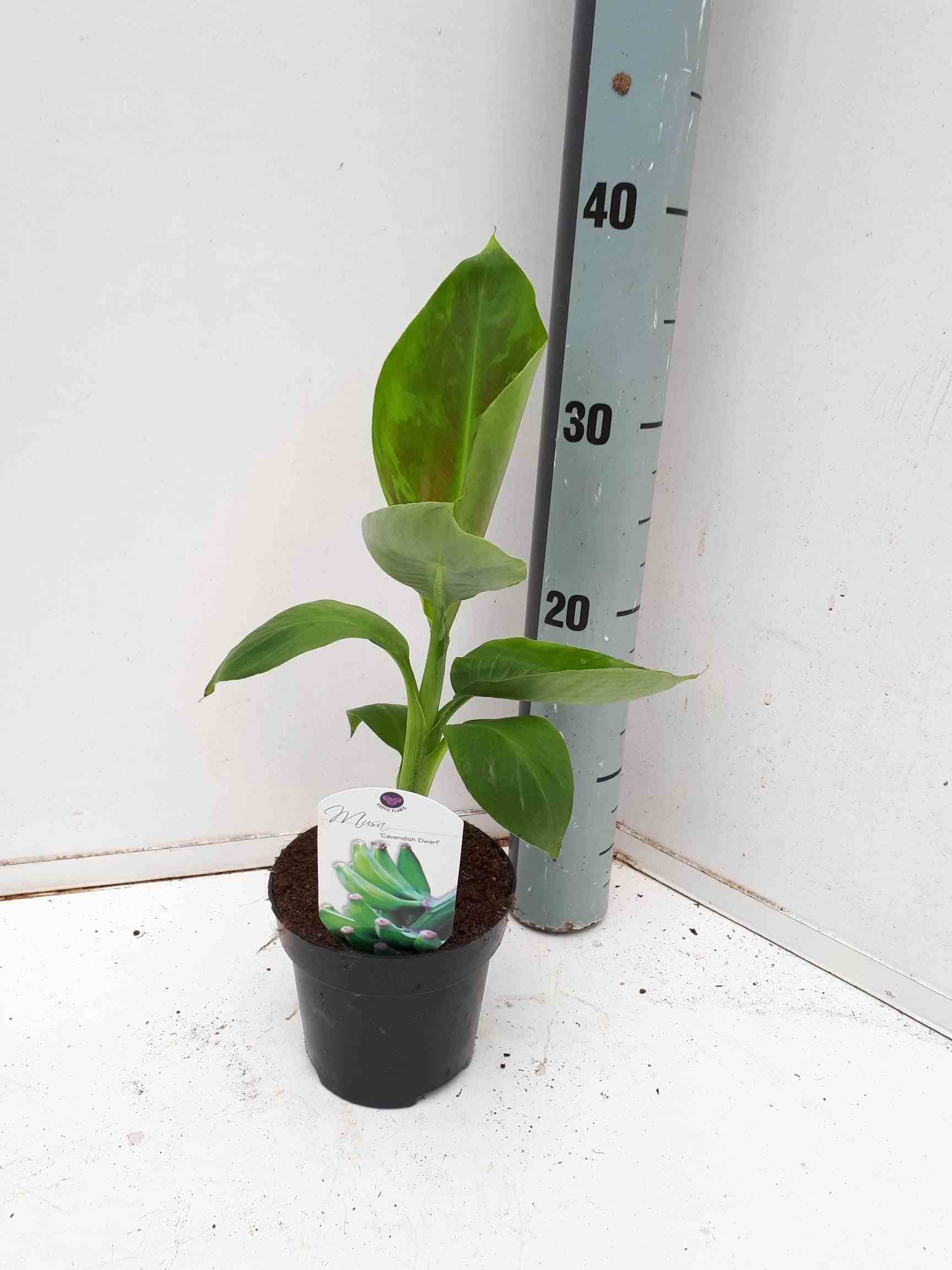 Bananier musa acuminata cv. Super dwarf cavendish rose - taille jeune plant