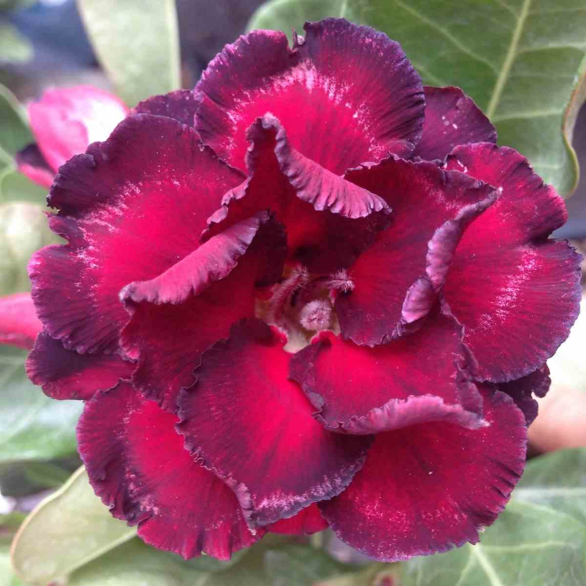 Adenium obesum cv.ammata taille caudex d'environ 2000g 25/30cm très gros caudex - rouge-violet