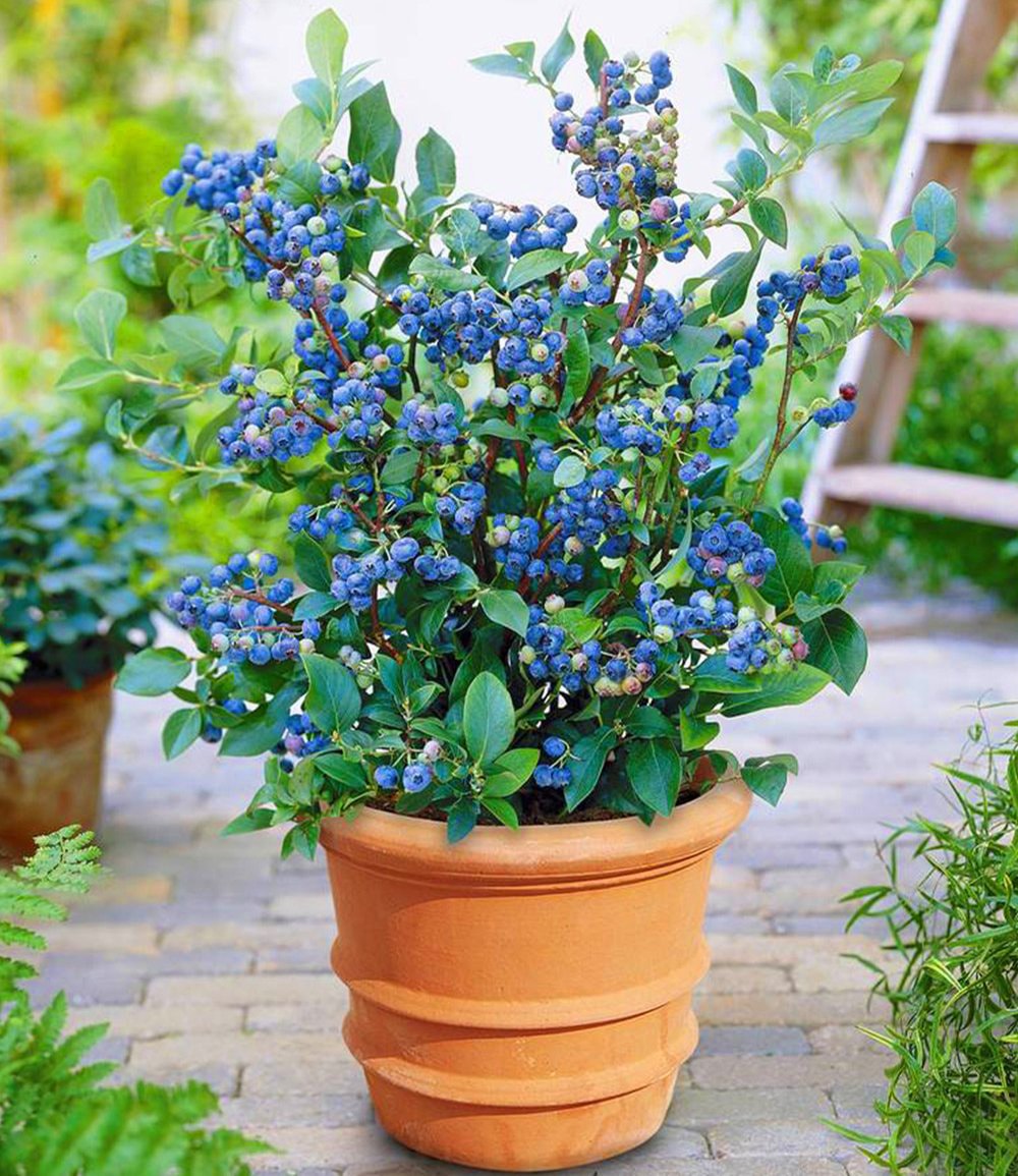 Topf-Heidelbeere'Blue Parfait'