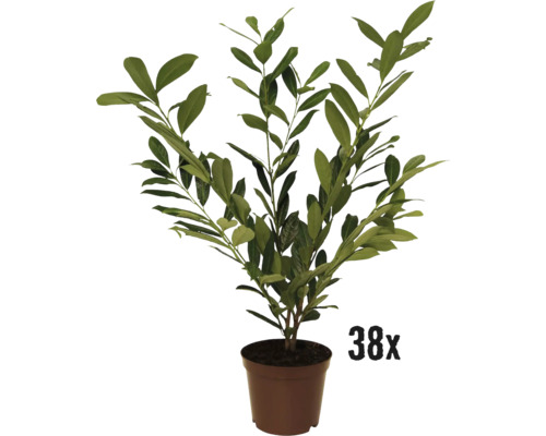 Laurierkers 'Caucasica' FloraSelf Prunus laurocerasus 'Caucasica' H 40-60 cm Co 3 L Minimale bestelhoeveelheid 38 stuks voor ca. 13 m haag