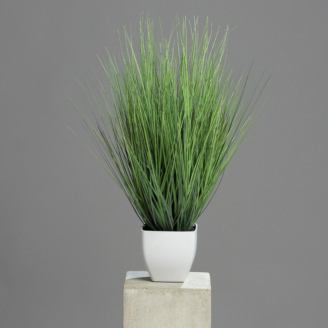 Isolepsisgras im Topf Kunststoff ca. 60 cm