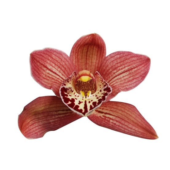 Orchidée CYMBIDIUM RED BEAUTY ROY 3 TIGES D12 H50