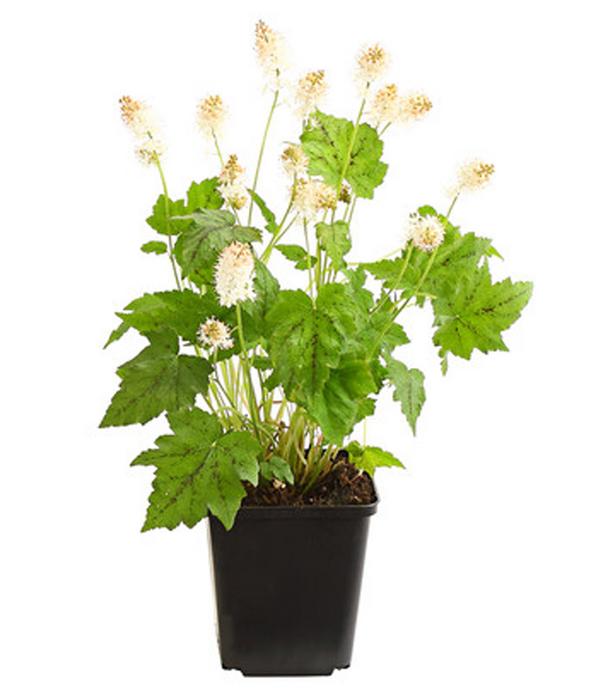 Bio Schaumblüte