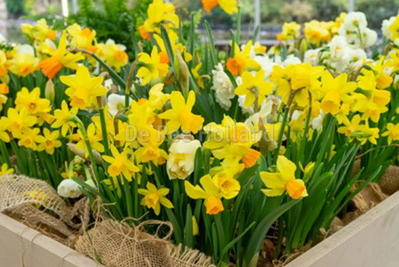 Narcissus Påskeliljer miks EKO