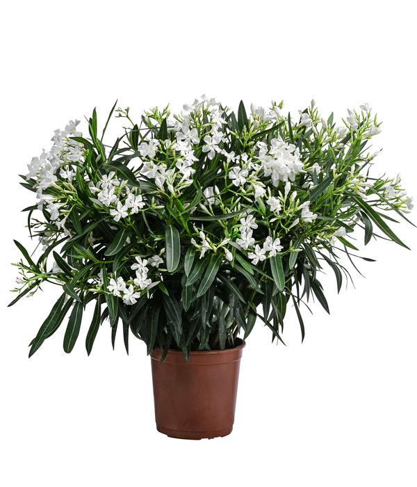 Oleander, Busch
