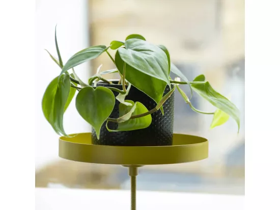 Support à plantes rond à fixer hauteur réglable doré 24.6 x 18 cm