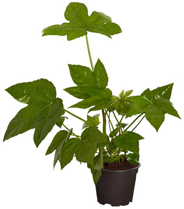 Zimmeraralie - Fatsia japonica