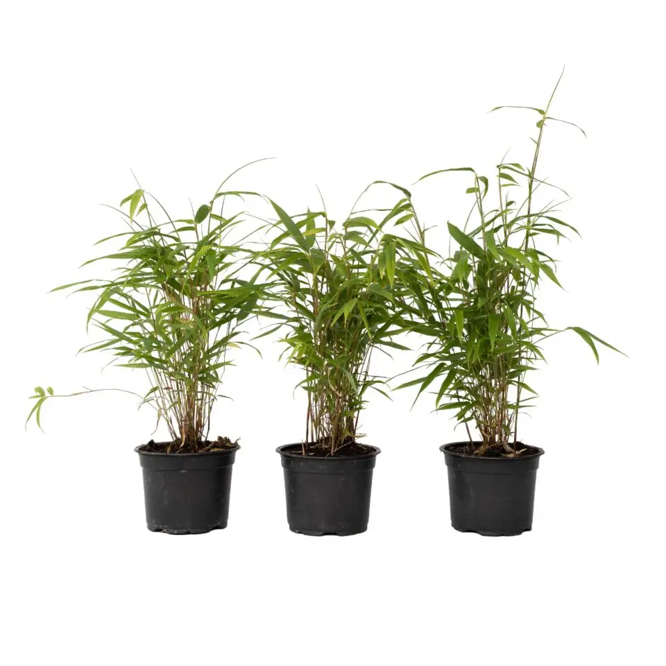 Blauwe bamboe - Set van 6 - Fargesia papyrifera 'Grex' - Hoogte 30-40cm - ⌀13cm