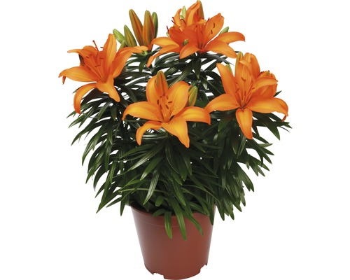Aziatische Lelie FloraSelf Lilium asiatic Ø 19 cm pot