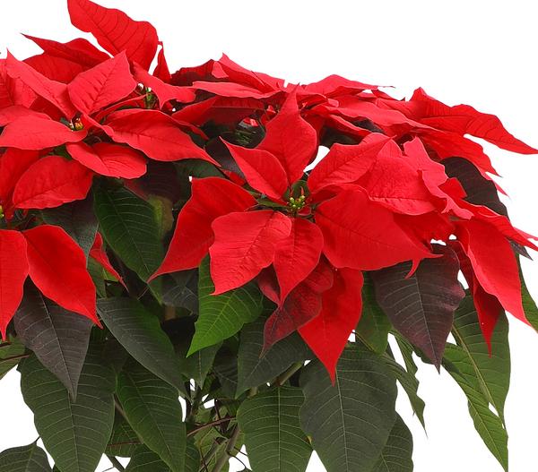 Weihnachtsstern - Euphorbia pulcherrima,