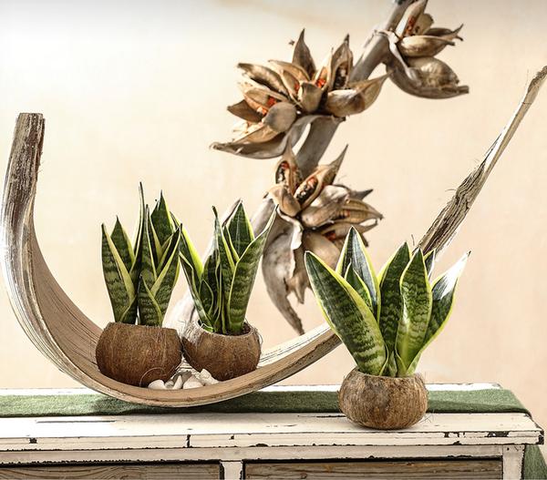 Bogenhanf - Sansevieria trifasciata, 3er-Set