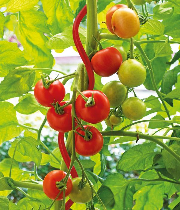 bellissa Stahl-Tomatenspirale Colorata