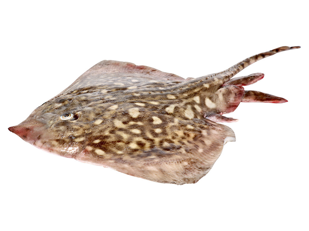 RAIA FRESCA KG