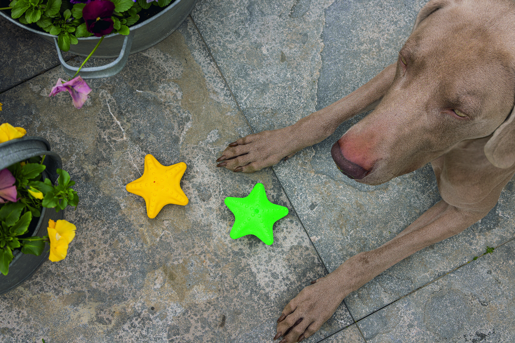 Beeztees Zeester - Waterspeelgoed Hond - assorti - 5x10x10 cm