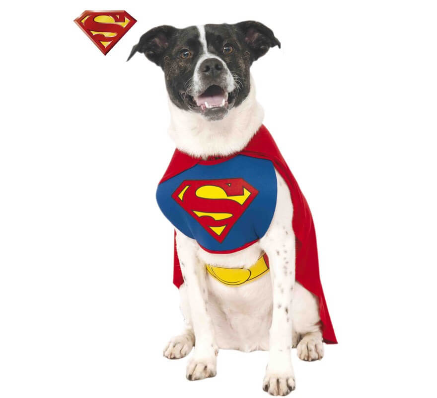 Fantasia de Super-Homem para cachorro