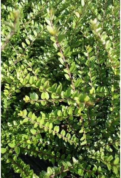 Kamperfoelie (Lonicera nitida 'Elegant') D 9 H 15 cm