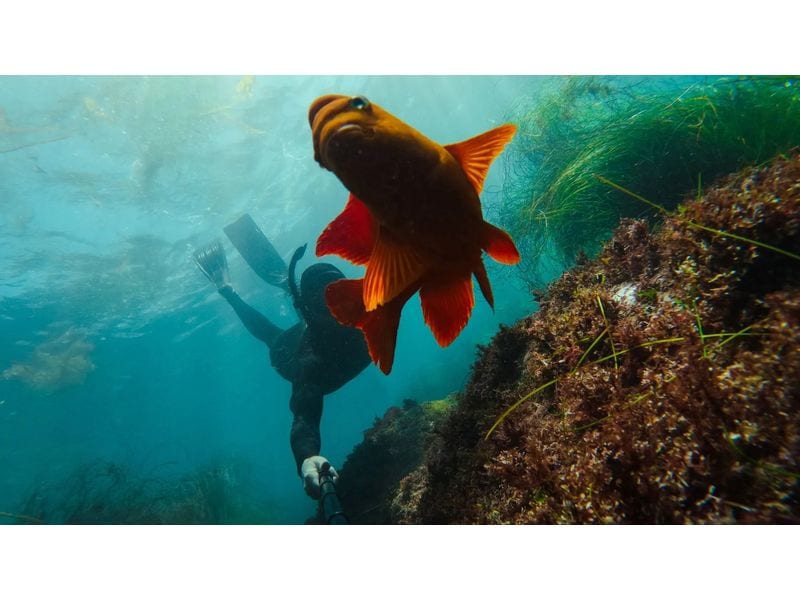 GoPro Verlängerungsstange und Auslöser-Fernbedienung EU 122 cm lange Verlängerungsstange mit Bluetooth-Fernbedienung