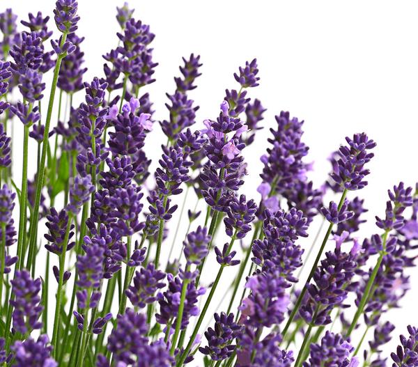 Lavendel