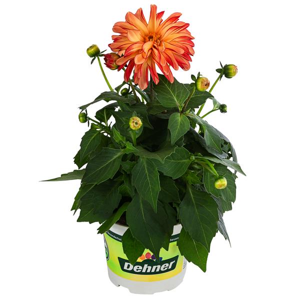 Zwergdahlie, Besonderheit, verschiedene Farben