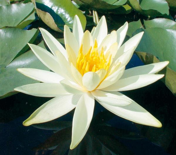 Seerose, ca. Ø11 cm