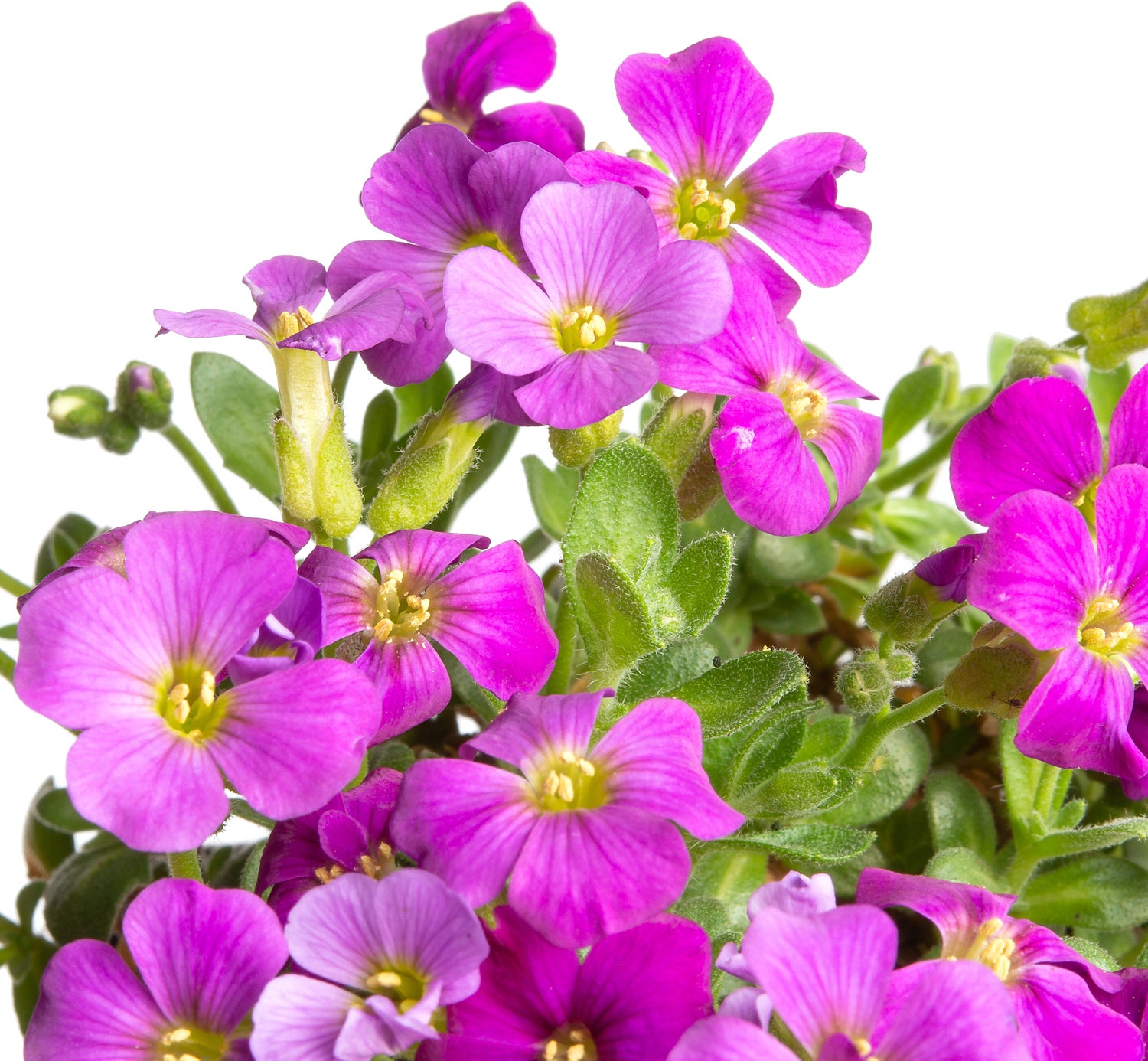 Blauwkussen (Aubrieta 'Cascade Red') D 9 H 10 cm