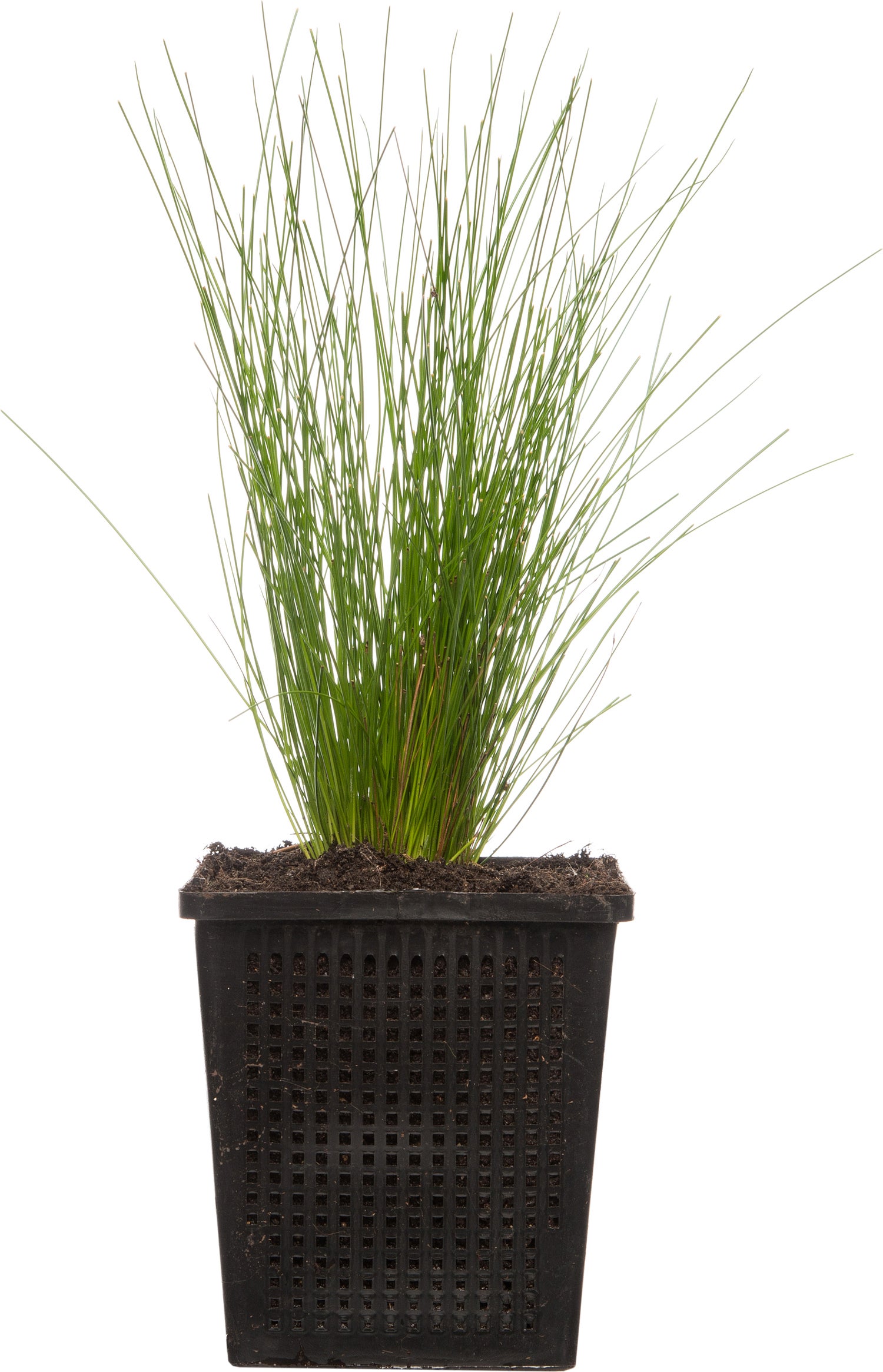 Naaldgras (Scirpus cernuus) D 11 H 22 cm
