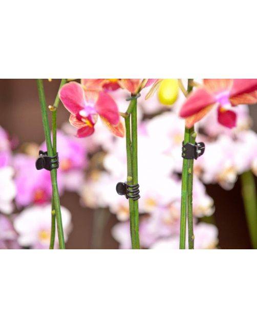 Nature Orchidee Clips - Klim-En Geleide Artikel - 1x1.5x1.5 cm Zwart 10 stuks