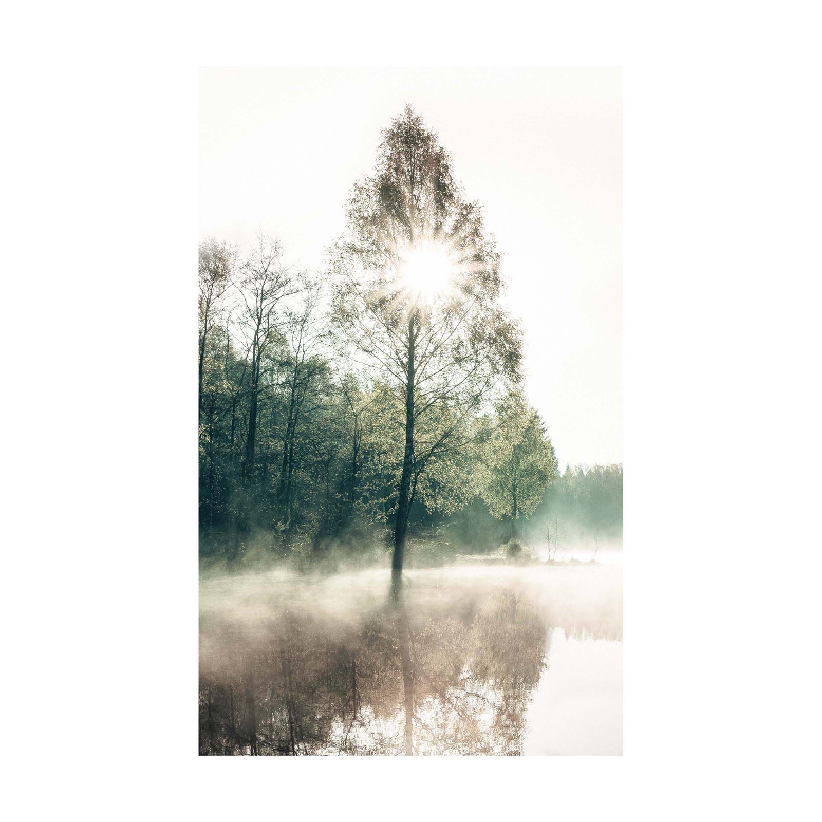 Gerahmtes Bild SUNNY TREE - 20x30 cm