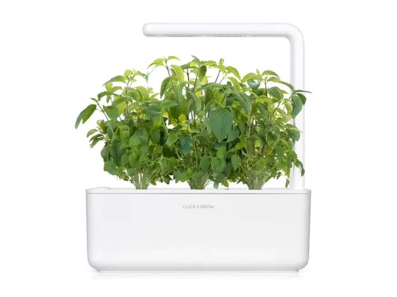 Click & Grow-frø til Smart Pot - taiwanesisk basilikum (SGR37X3) 3 stk.