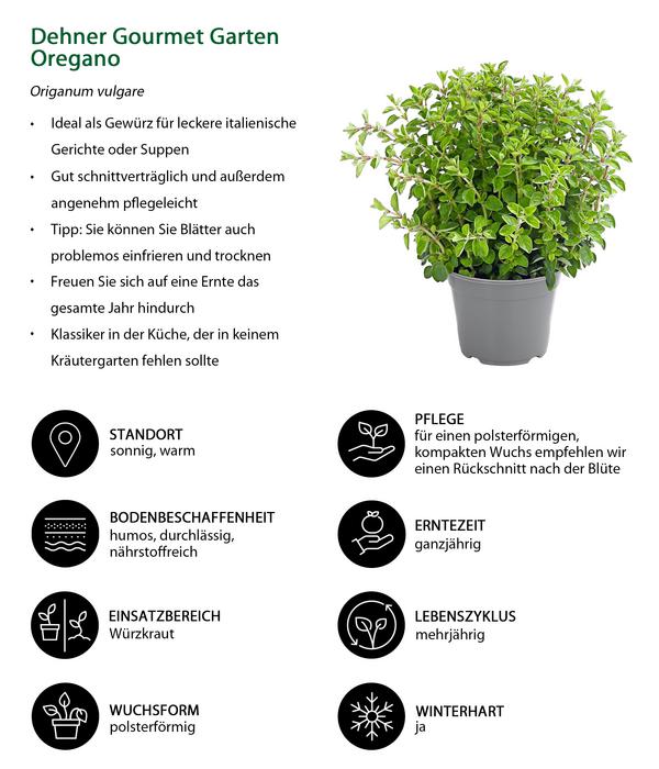 Dehner Gourmet Garten Oregano