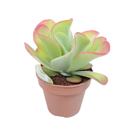 Kalanchoe Thyrsiflora - pot D14cm